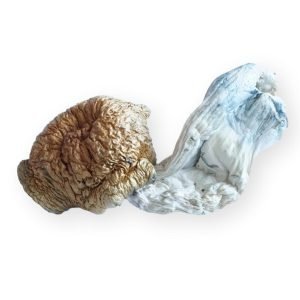 Buy Aztec Gods Mushrooms online