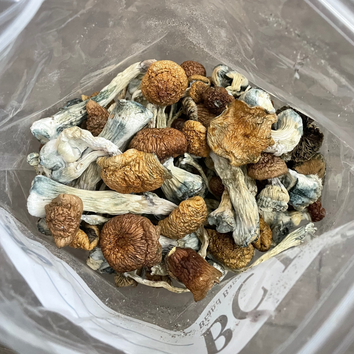 Buy Aztec Gods Mushrooms online - Image 2