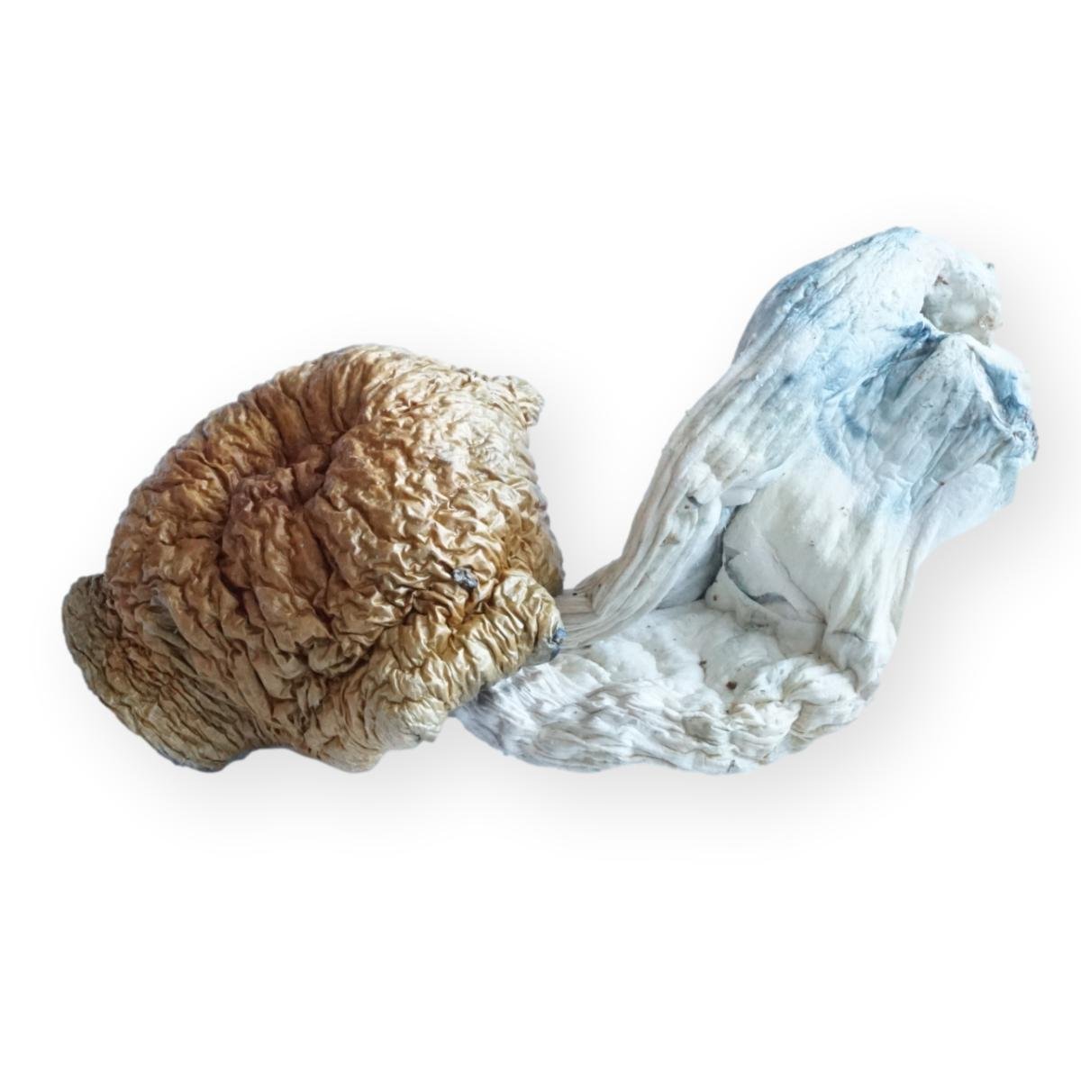 Buy Aztec Gods Mushrooms online