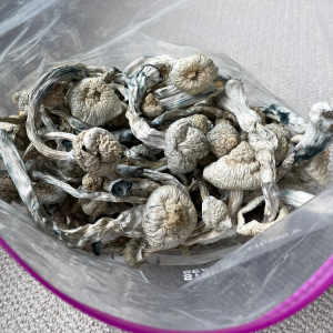 Alternative view of Albino A+ Mushrooms