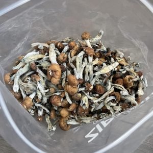 Alternative view of Blue Meanie Mushrooms