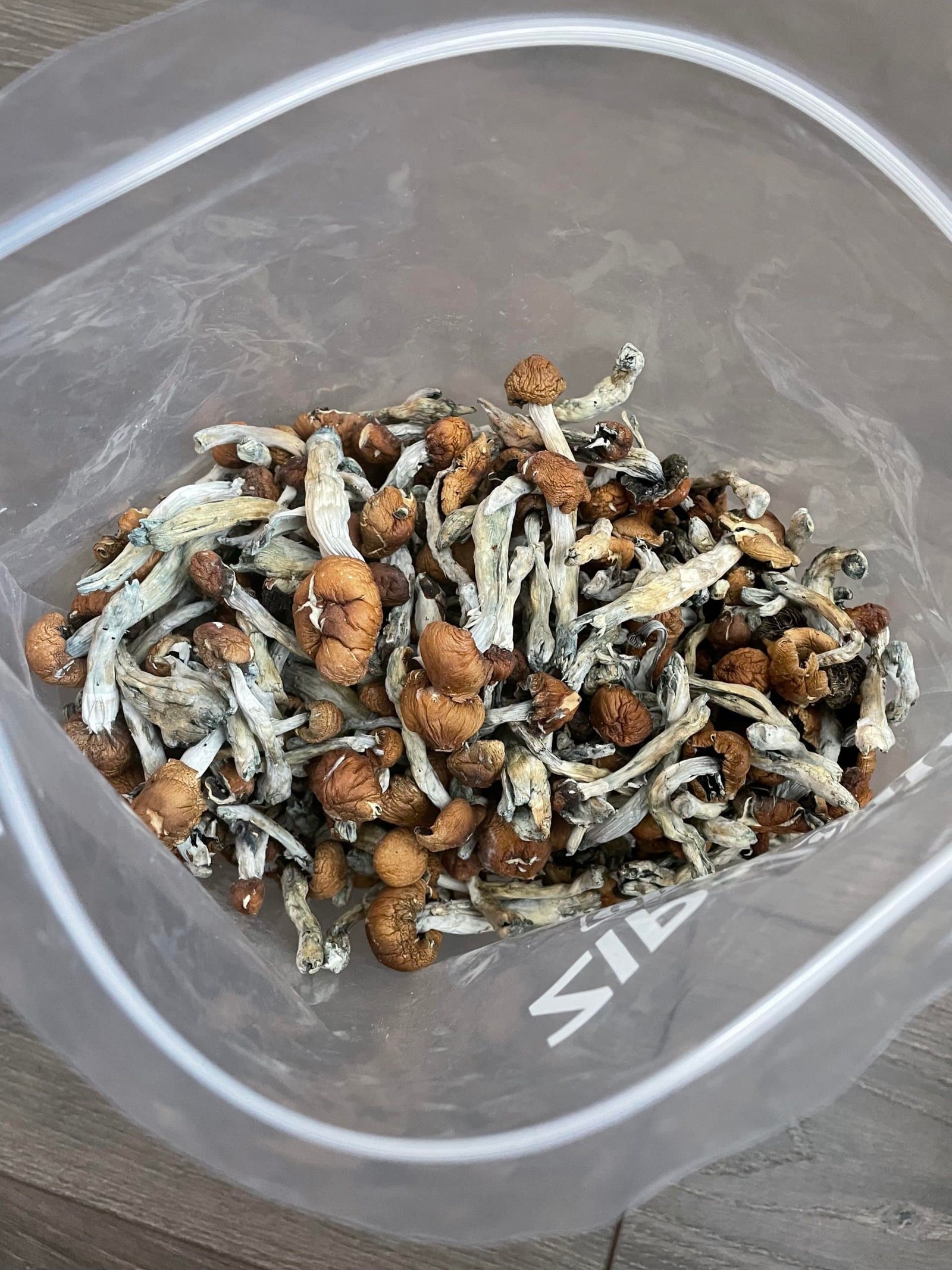 Blue Meanie Mushrooms - Image 2