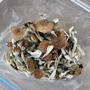 Alternative view of Dancing Tiger Mushrooms