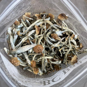 Alternative view of Florida F+ Mushrooms