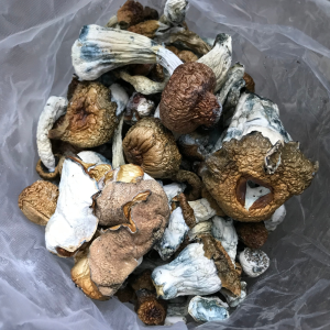 Alternative view of Gold Member Magic Mushrooms