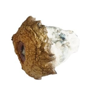 Gold Member Magic Mushrooms