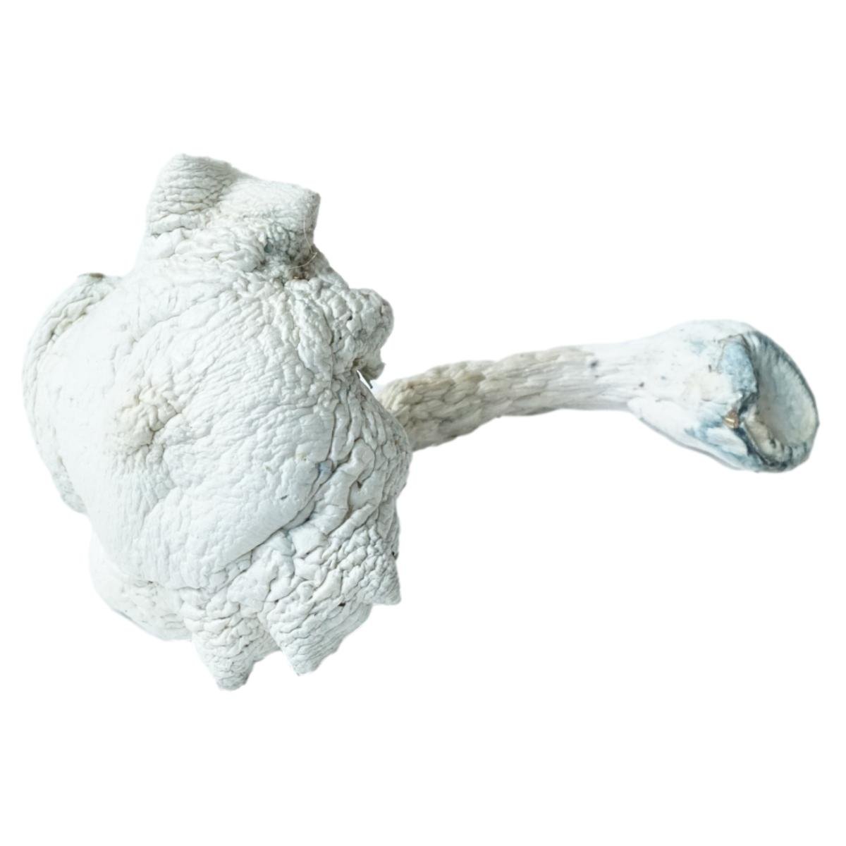 Great White Monster Mushrooms - Image 3