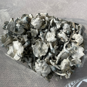 Alternative view of Great White Monster Mushrooms