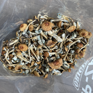 Alternative view of Huautla Magic Mushrooms