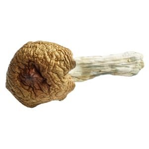 Huautla Magic Mushrooms