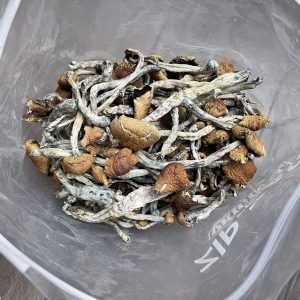 Alternative view of Wollygong Magic Mushrooms