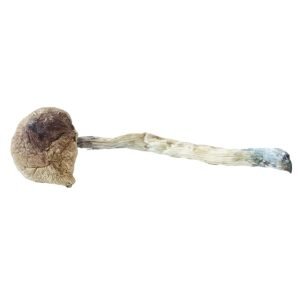 Lizard King Magic Mushrooms