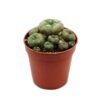 Peyote Cactus | Mescaline 5 – 7 cm