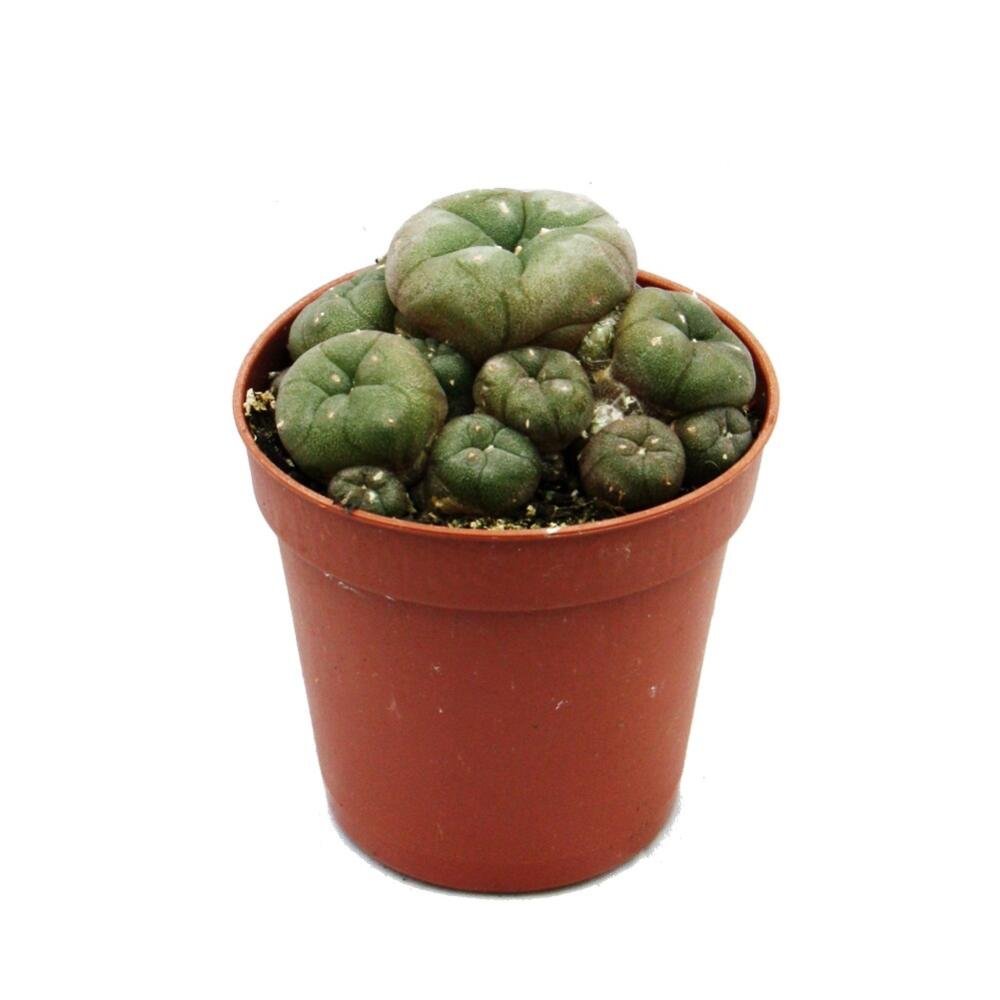 Peyote Cactus | Mescaline 5 – 7 cm