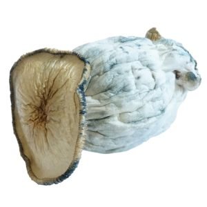 Alternative view of Penis Envy Supreme Mushrooms