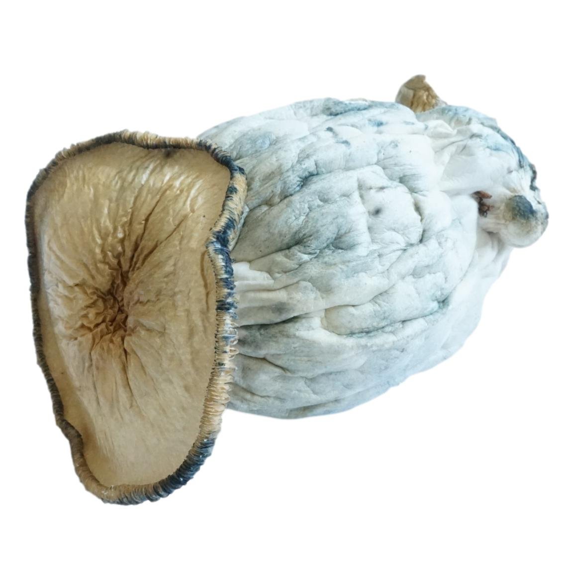 Penis Envy Supreme Mushrooms - Image 2