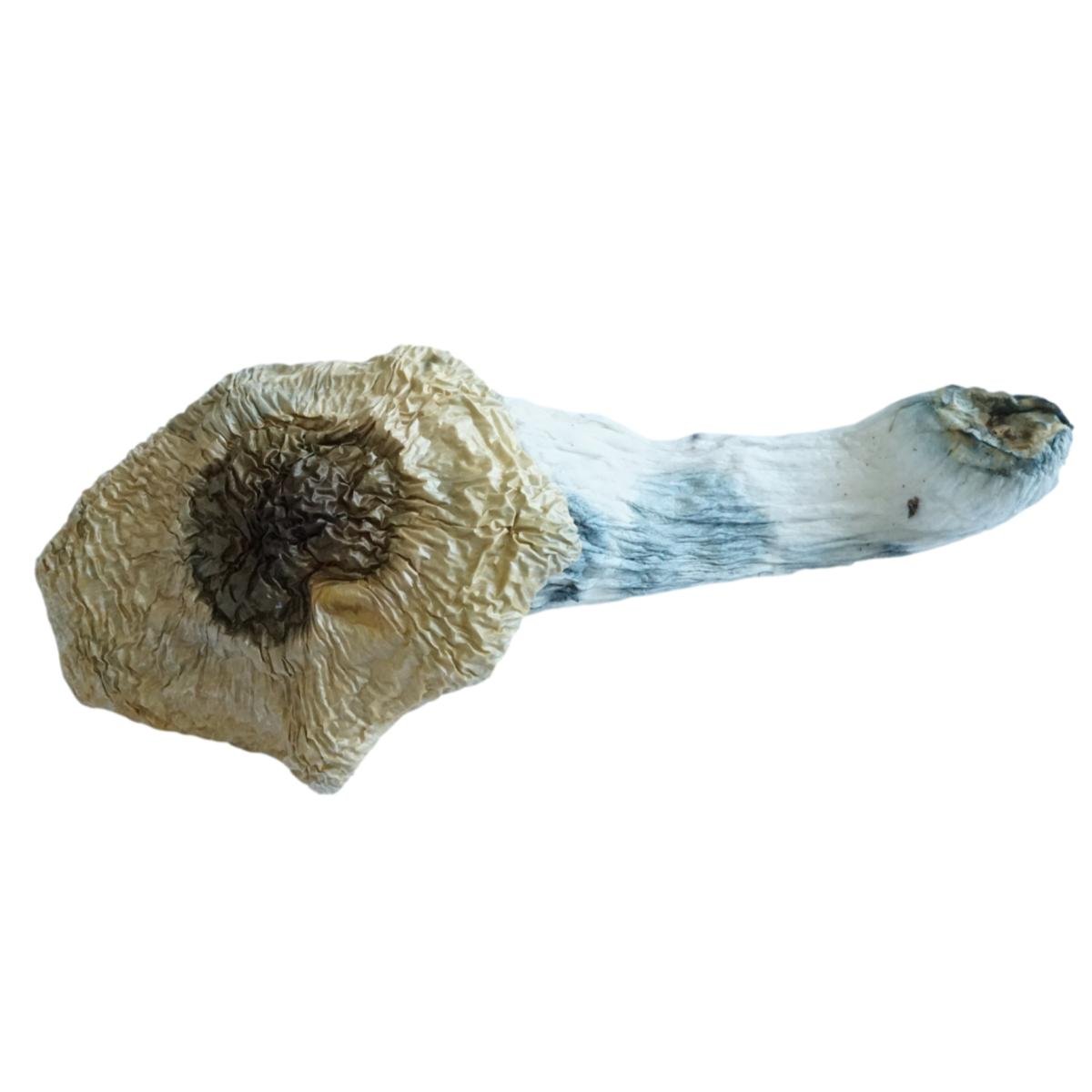 Penis Envy Supreme Mushrooms - Image 3