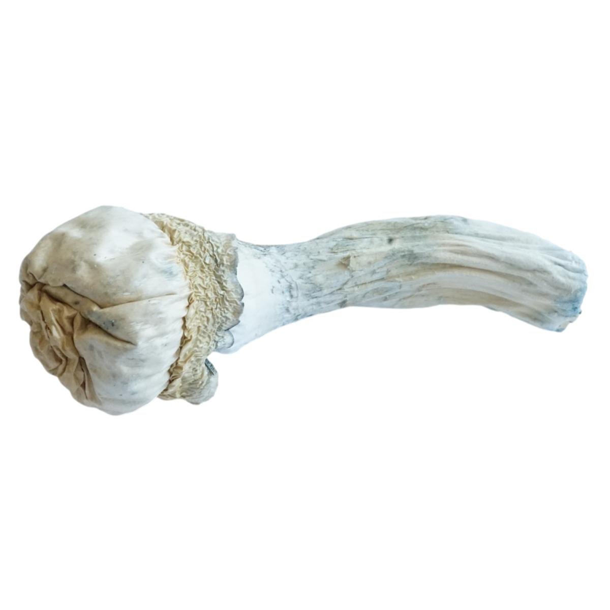Penis Envy Supreme Mushrooms - Image 4