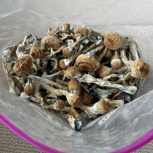 Alternative view of Pink Buffalo Mushrooms