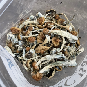Alternative view of Trans Envy Mushrooms