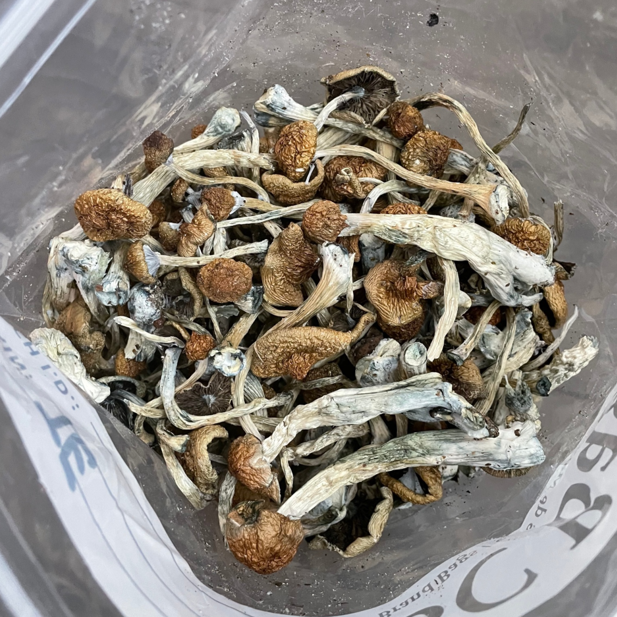 Trans Envy Mushrooms - Image 2