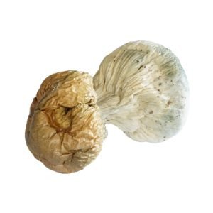 Alternative view of Trinity Penis Envy Magic Mushrooms