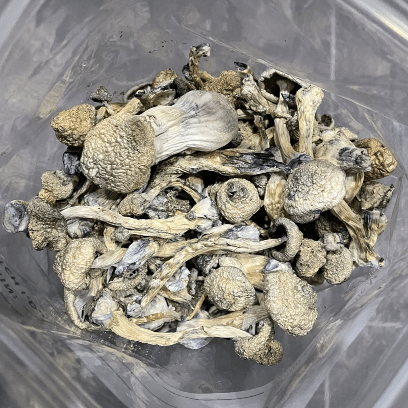 White Rabbit Magic Mushrooms - Image 2