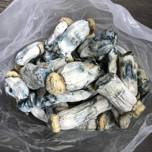 Alternative view of Yeti Magic Mushrooms