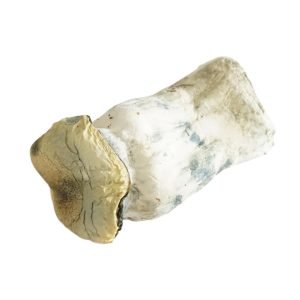 Yeti Magic Mushrooms