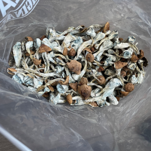 Alternative view of Z Strain Mushrooms